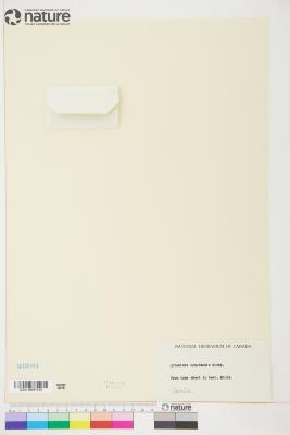 Artemisia campestris