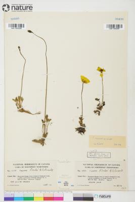 Papaver macounii