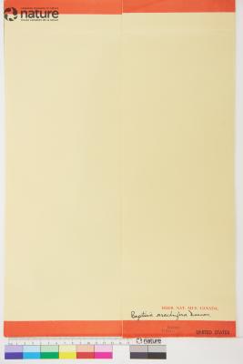 Baptisia arachnifera