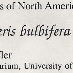 Cystopteris bulbifera