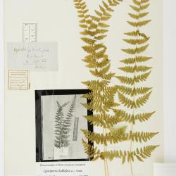 Cystopteris bulbifera