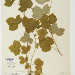 Rubus idaeus