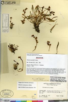 Claytonia scammaniana