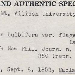 Cystopteris bulbifera