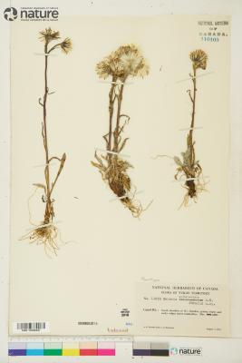 Tephroseris yukonensis