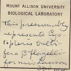 Cystopteris bulbifera