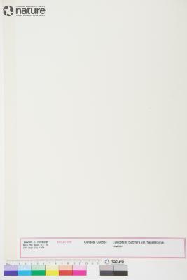 Cystopteris bulbifera