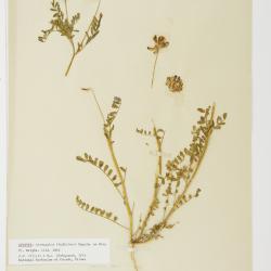 Astragalus lindheimeri