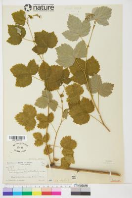 Rubus idaeus