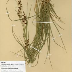 Carex aztecica