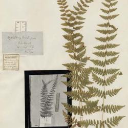 Cystopteris bulbifera