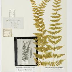 Cystopteris bulbifera