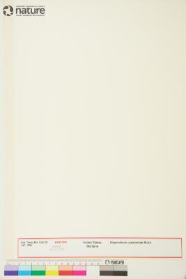 Sisyrinchium idahoense