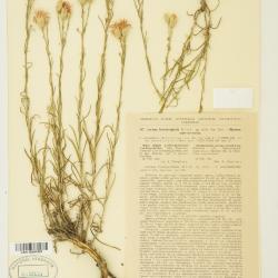 Jurinea stoechadifolia