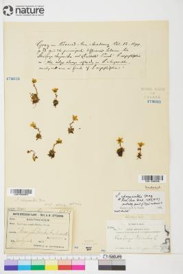 Saxifraga chrysantha