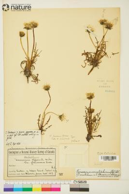 Taraxacum ceratophorum