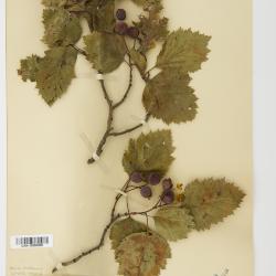 Crataegus submollis