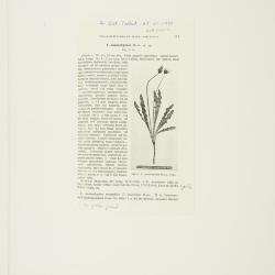 Taraxacum ceratophorum