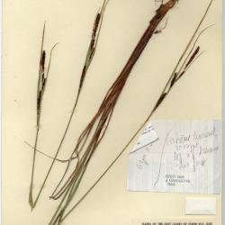 Carex aquatilis