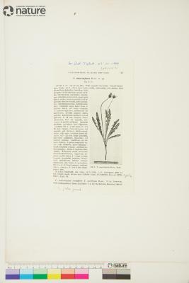 Taraxacum ceratophorum