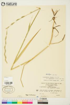 Quercus blufftonensis