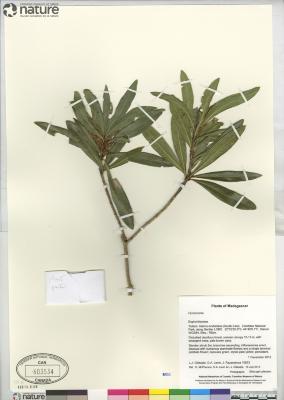 Argomuellera stenophylla