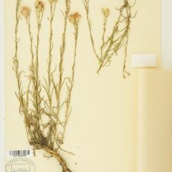 Jurinea stoechadifolia