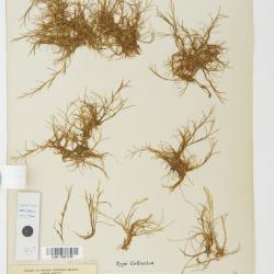 Puccinellia phryganodes