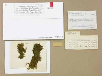 Haplocladium virginianum