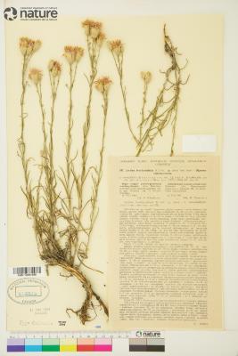 Jurinea stoechadifolia