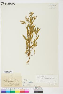 Epilobium palustre