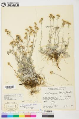 Antennaria densifolia