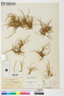 Puccinellia phryganodes