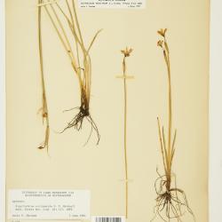 Sisyrinchium idahoense