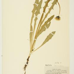 Taraxacum ceratophorum