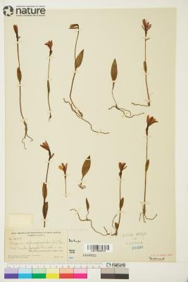 Pogonia ophioglossoides