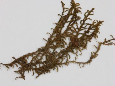 Plagiochila hampeana