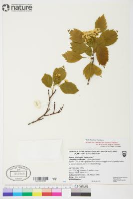 Crataegus okanaganensis