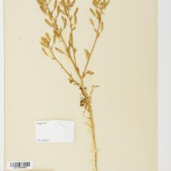 Tropidocarpum capparideum