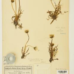 Taraxacum ceratophorum