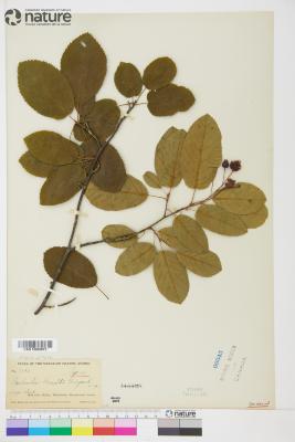 Amelanchier canadensis