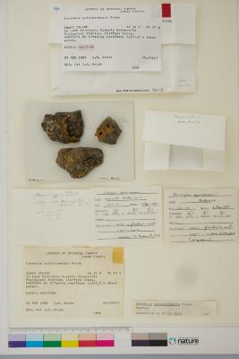 Omphalodina opiniconensis