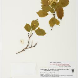 Crataegus okanaganensis