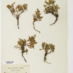 Vaccinium uliginosum