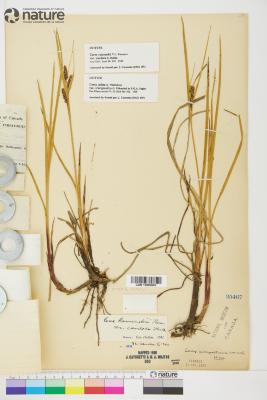 Carex ramenskii