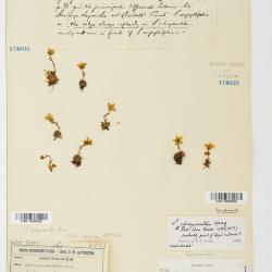 Saxifraga chrysantha