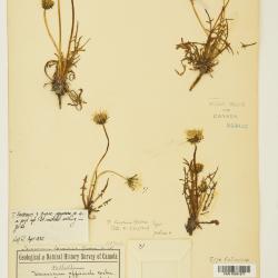 Taraxacum ceratophorum