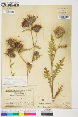 Cirsium edule