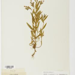 Epilobium palustre