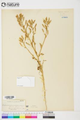 Tropidocarpum capparideum